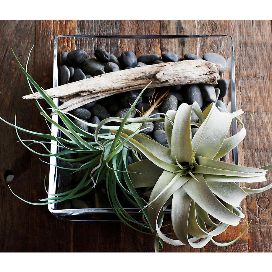 Air Plant