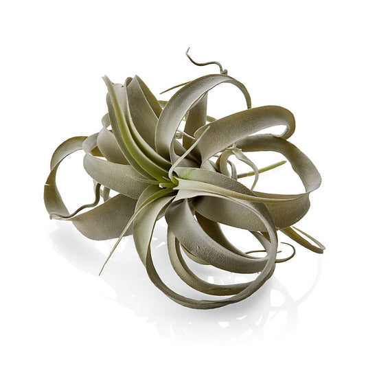 Faux Air Plant - Tillandsia Xerographica