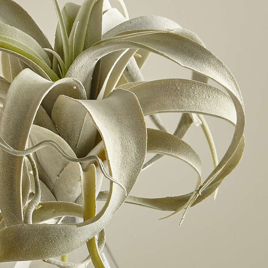 Faux Air Plant - Tillandsia Xerographica